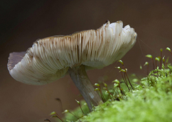 Plant and Animal Mutualism Instructional Video