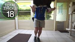 Didga the Cat: Guinness World Records Holder for Most Tricks in a Minute Instructional Video