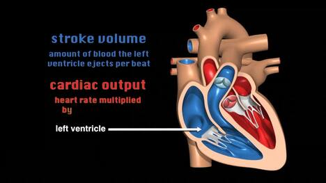 Exercise and Cardio Vascular Activity