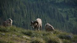 Glacier National Park - Bighorn Sheep Instructional Video