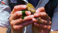 Sea Creature Adventure! Instructional Video