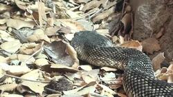Rattlesnake in the leaves Stock Footage