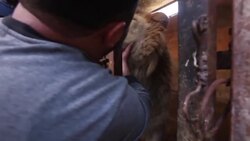CLEAN : Lions, tigers and bears: Syria animal trainer dreams big News Clip