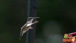 Discovering the Magical World of Hummingbirds Instructional Video