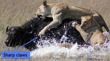 Adaptations Of Predators And Prey
