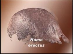 Prehistoric Man Human Evolution Lower Paleolithic - Homonids Leave Africa Instructional Video