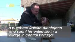 World’s Oldest Dog Passes Away at 31-Years-Old Instructional Video