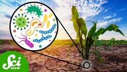 How Can Microbes Protect Crops From Drought? Instructional Video
