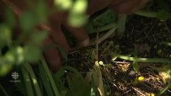 Why Canada's mustard seed farmers avoided U.S. tariff trouble News Clip