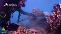 Australia: 'Coral IVF' may help replenish Great Barrier Reef News Clip