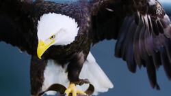 Soaring back, the recovery of the northern bald eagle Instructional Video