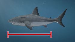 Rare mega-shark teeth discovered at Australian beach Instructional Video