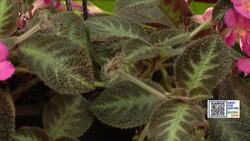 Garden Guide: Flame violets might become your new favorite houseplant News Clip