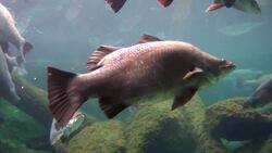 Fishing for Barramundi in the Northern Territory Instructional Video