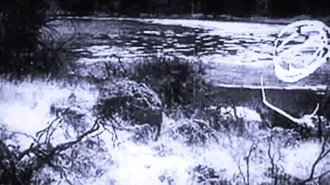 Wolf Symbolism and Significance