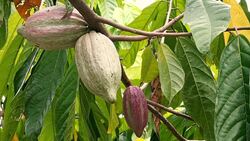 Cacao Tree (Theobroma cacao). Organic cocoa fruit pods in nature. Stock Footage