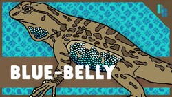 This Lizard Cures Lyme Disease (in Ticks) Instructional Video