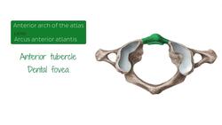 Teres major muscle Instructional Video