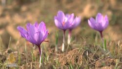 Indian-administered Kashmir saffron trade: Farmers facing off with endangered porcupines News Clip