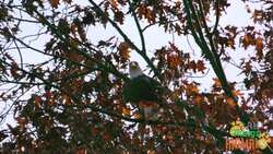 The Majestic Bald Eagle: America's National Symbol Instructional Video