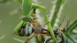 Mantis religiosa eating a wasp spider (Argiope bruennichi) Stock Footage