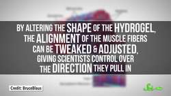 Why Scientists are Giving Robots Human Muscles Instructional Video