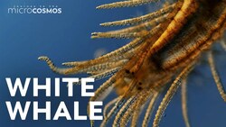 We Finally Found the Elusive Bristle Worm! Instructional Video