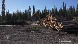 Can you wildfire-proof an entire city? Whitehorse is trying News Clip