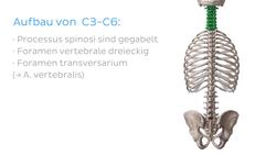 Halswirbelsäule (HWS) Instructional Video