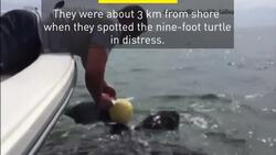 Florida police rescue massive sea turtle News Clip