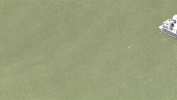 Sequence showing boats around the Beluga whale swimming in the Thames Stock Footage