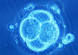 Meiosis Instructional Video