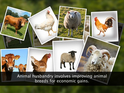 Animal Breeding Instructional Video