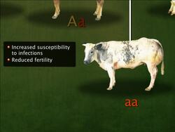Animal Breeding Instructional Video