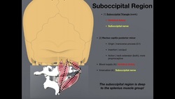 Suboccipital Muscles and Structures | Origins, Insertion, Etc. Instructional Video