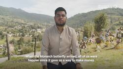 Did Avocado Cartels Kill the Butterfly King? News Clip