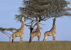 ¿Qué comen los animales? Instructional Video