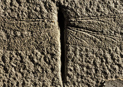 Fossil Instructional Video