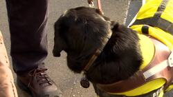 How the visually impaired stay safe crossing intersections Instructional Video