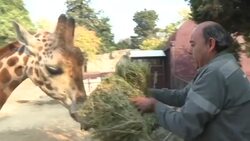 CLEAN : Mexican Zoo introduces baby giraffe to the public News Clip