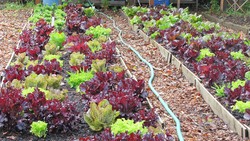 The Art of Microgreens - Crafting Unique Flavors for Chefs Instructional Video