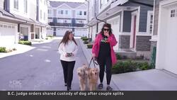 Judge orders joint custody of this dog under new B.C. law News Clip