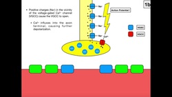 Excitation-Contraction Coupling in Skeletal Muscle [Part 1/2] Instructional Video