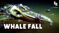 A Feast of Bones Instructional Video