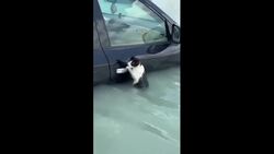 Dubai police save cat from floodwaters News Clip