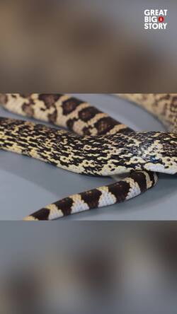 The elusive Louisiana pine snake, a hidden survivor Instructional Video