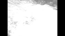 Man catching herring with net in Wareham, MA News Clip