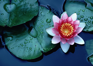 Amazing plants