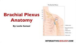 092 Brachial Plexus Anatomy Instructional Video