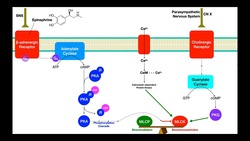 Pulmonary Pharmacology [Part 1] | Bronchoconstriction & Bronchodilation Mechanisms Instructional Video